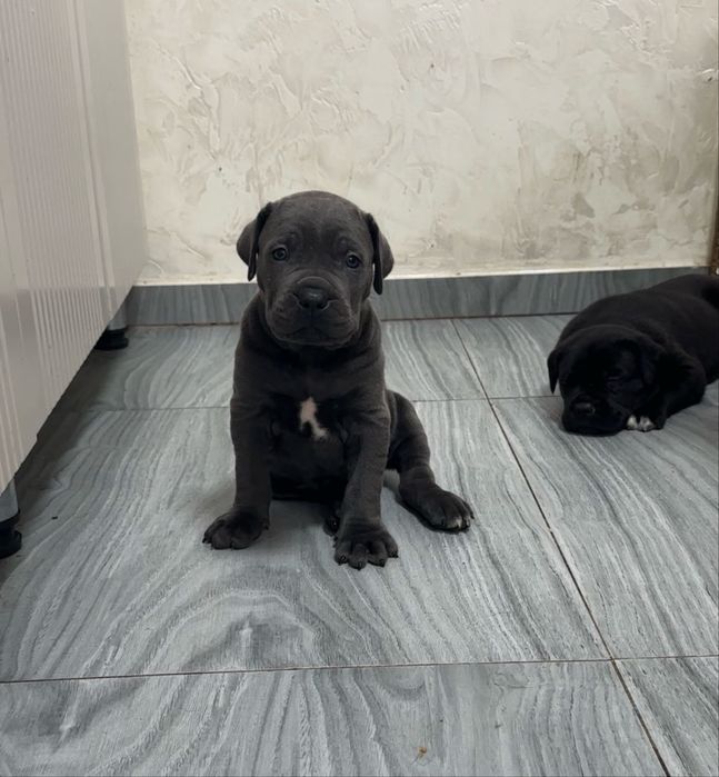 Щенки Кане корсо