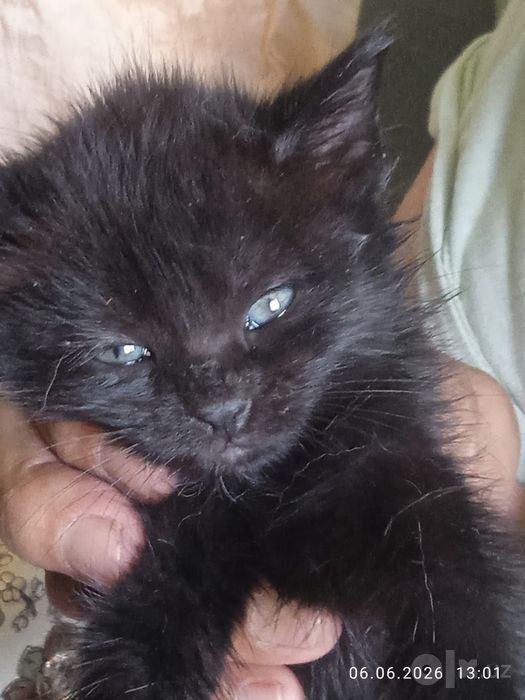 Продам котят 2 месяца ! Британцы корткошерстные.