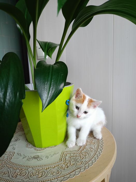 Котята (16 августа - два месяца))