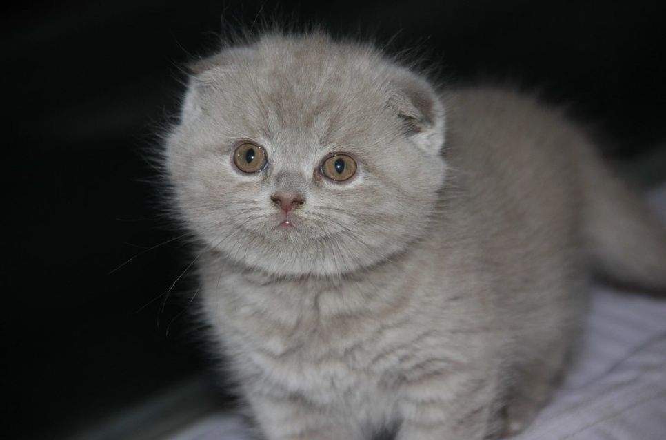 Ливовым плюшевый окраслм, веслоухие мальчик 1мес