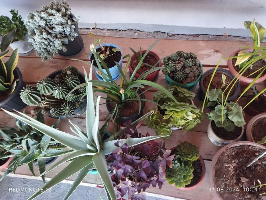 Продам домашние цветы