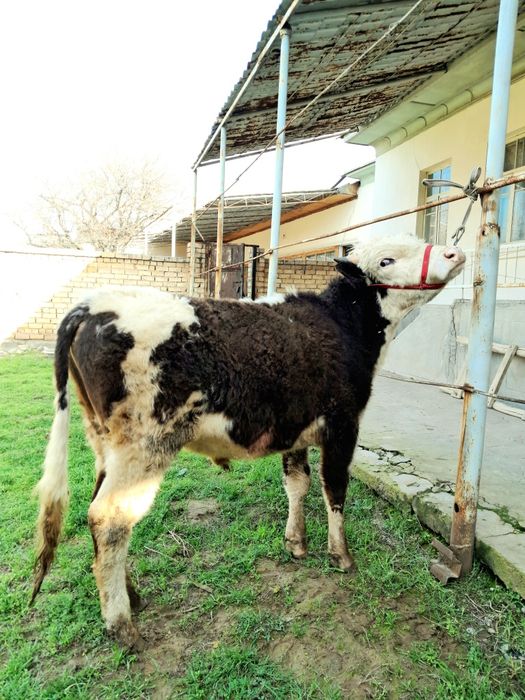 Buqa Sotiladi Yeb Ichishi Zõr Soğlom Girinfort Porodali Buqa