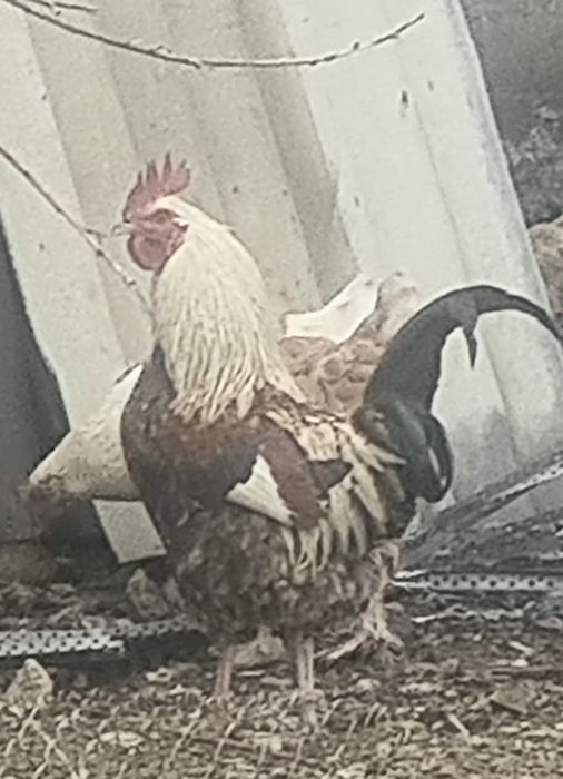 Здаровый домашный куры