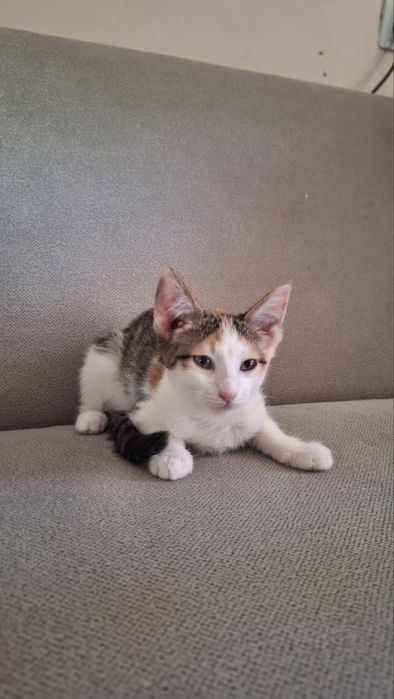 Котенок (девочка)