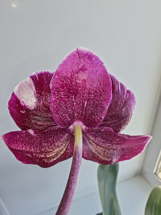 Орхидея фаленопсис