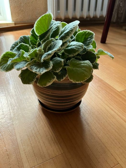 Фиалка фиолетовая