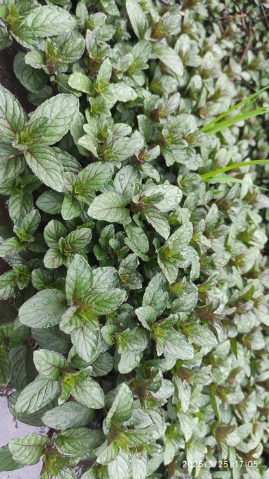 Перечная мята, душистая смородина сорт киргизия