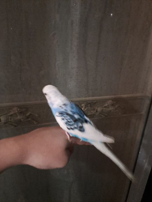 Продам волнистых попугаев