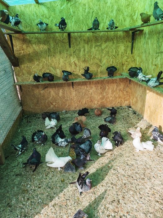 Porumbei roller de cluj