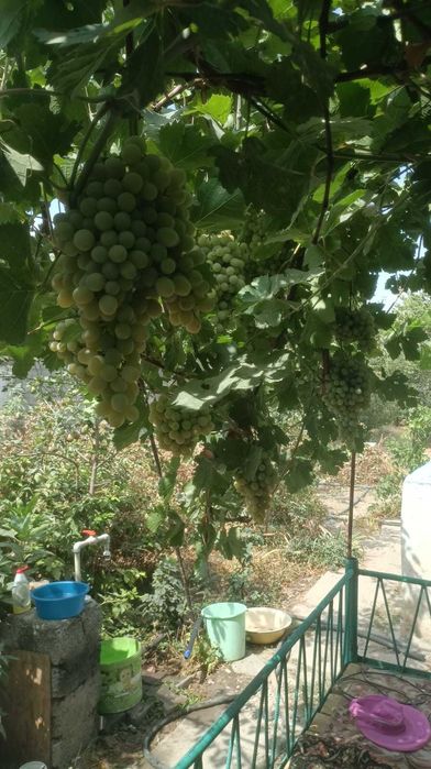 Дача кайнар булак. Срочно