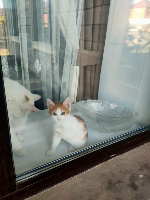 Отдам котенка девочка