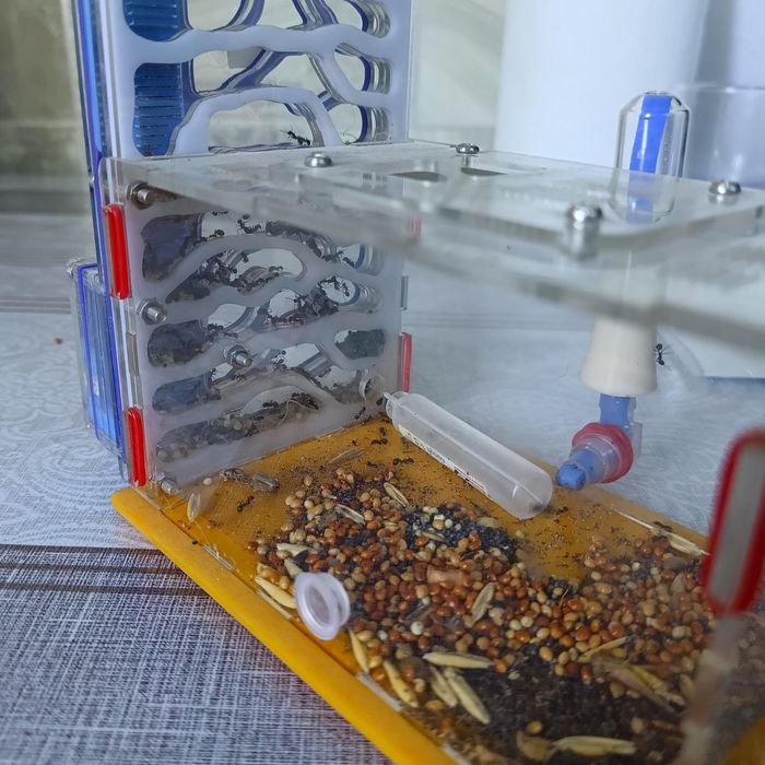 Ферма муравьев  Жнецов