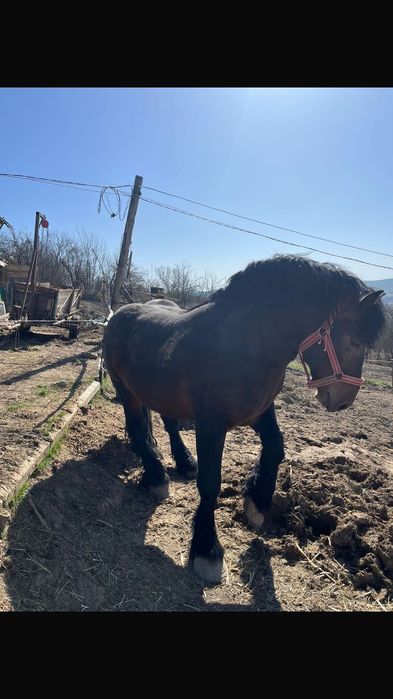 Vând armăsar ardenez Vârsta 2 ani și 10 luni