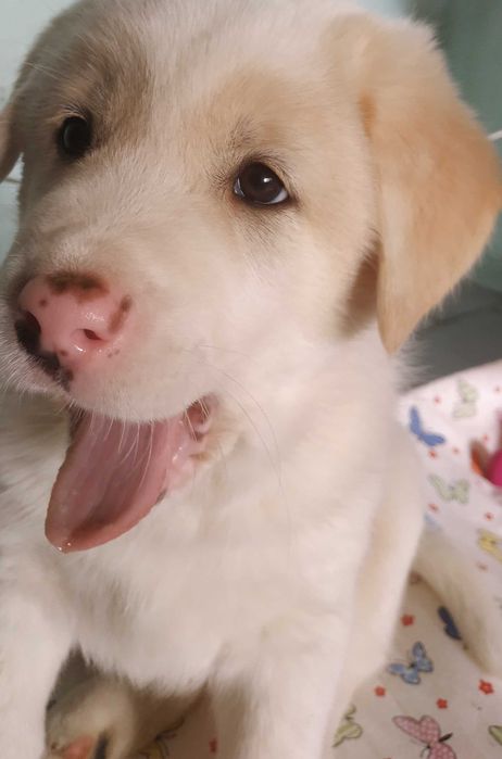 Продавам Лабрадор Ретривър