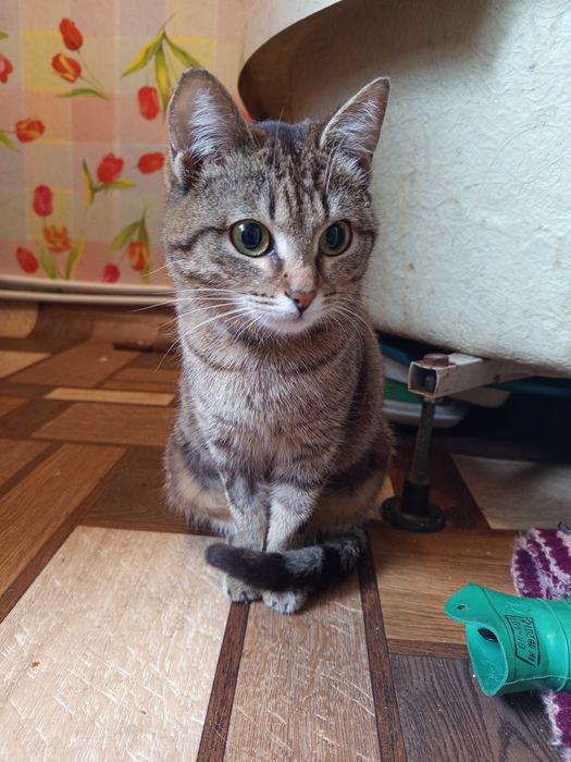 Найдена, ищет хозяев !