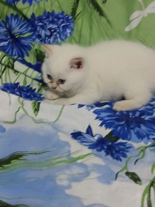 Породистые котята