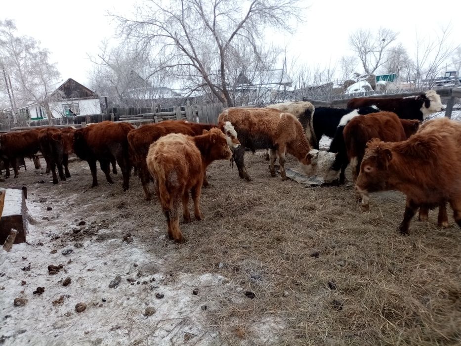 Падсос бызаулар сатылады