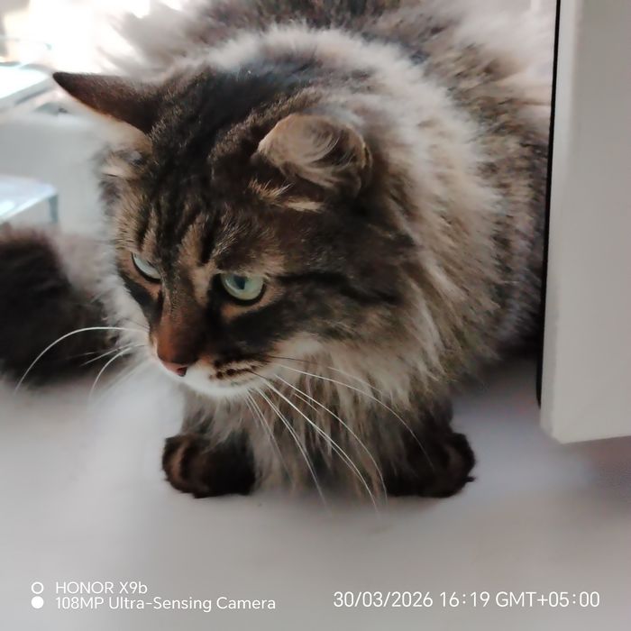 Отдам стерильную кошку