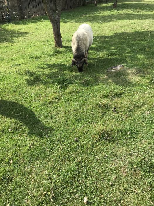 De vânzare 7 oi cu lapte si un berbec de prasilă de anul trecut