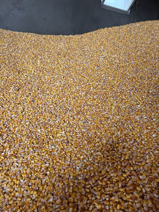 Porumb boabe recolta 2025