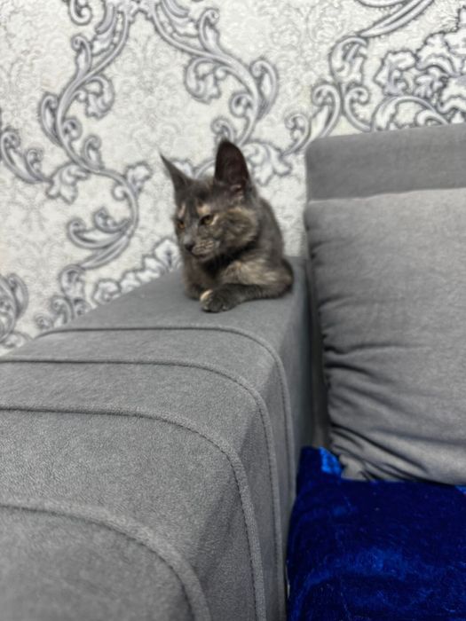 Отдам котенка даром