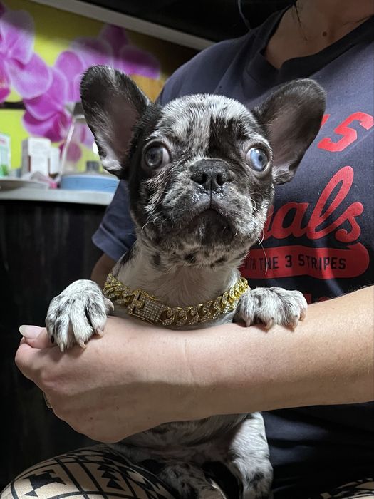 Эксклюзивные французики