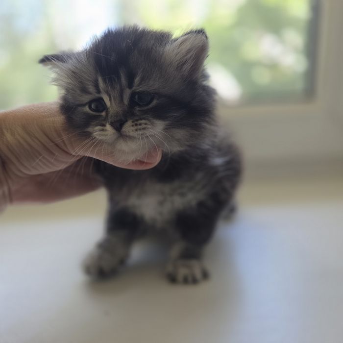 Продаются породистые котята