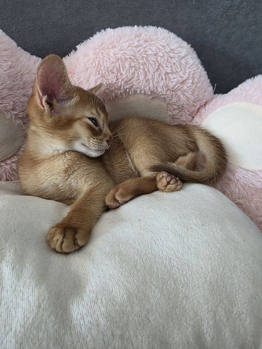 Абиссинские котята