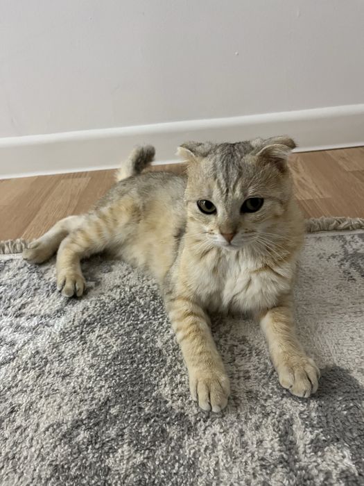 Мысық сатылады . Бағасы 5000 тг . Адрес Арай3 те .