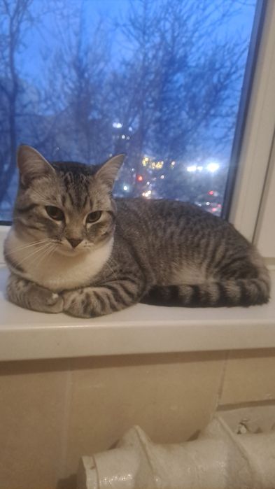 Домашний кот, красивый