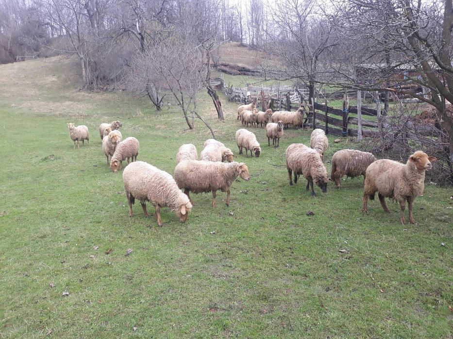 Oi si miei de Paște