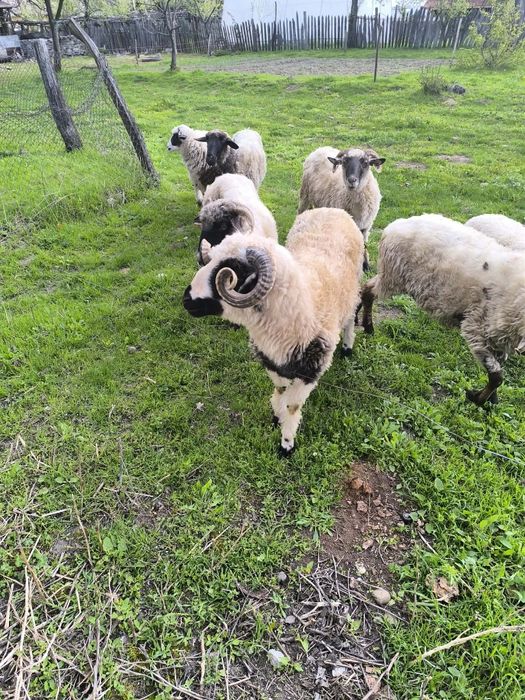 Vand berbec si 4 oi tinere