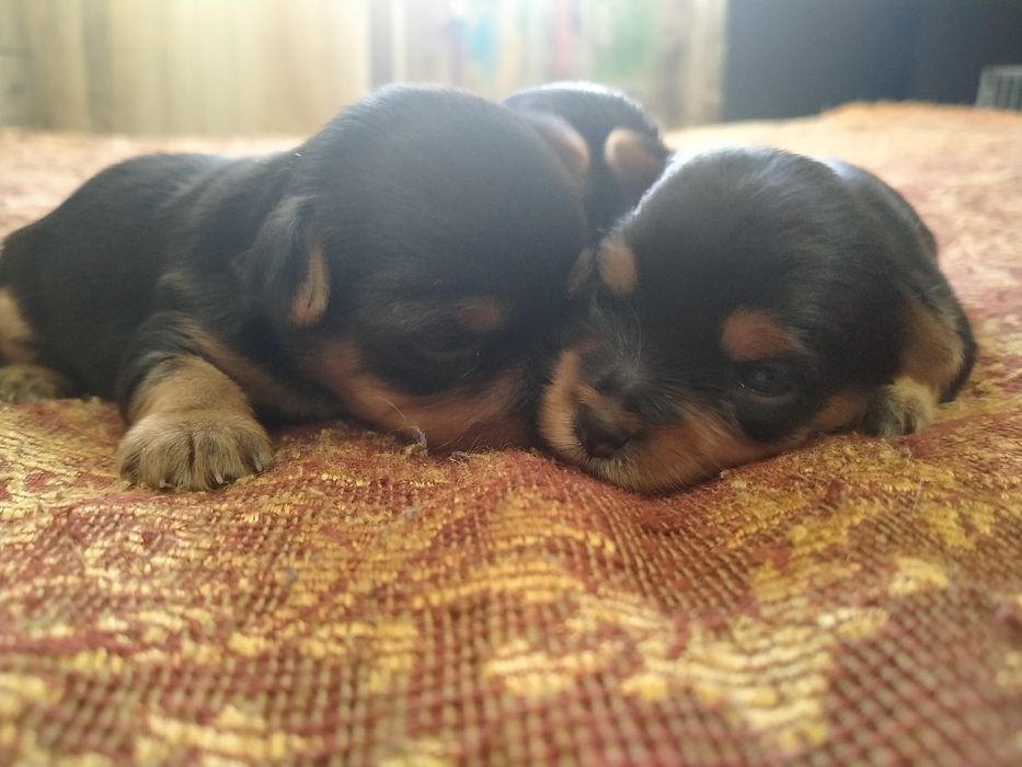 Йоркширский терьер