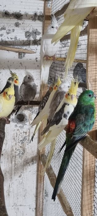 De vânzare diferite feluri de papagali si hamsteri pitici