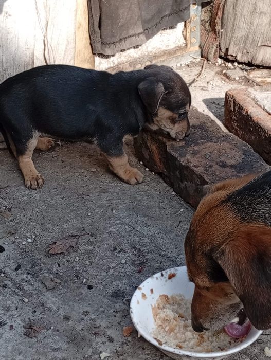 Щенки в добрые руки