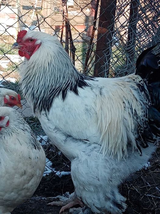 ouă de incubat din rasa Brahma