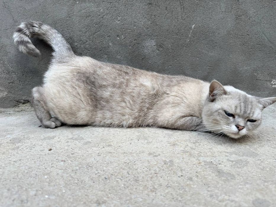 Britanskiy mushuk sotiladi