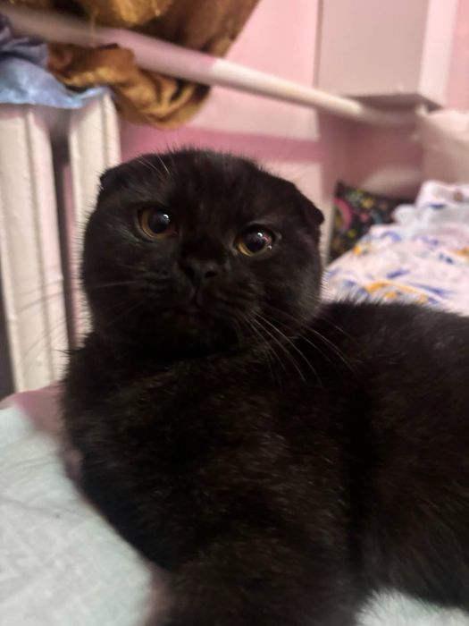 Кот для вязки на територии кота