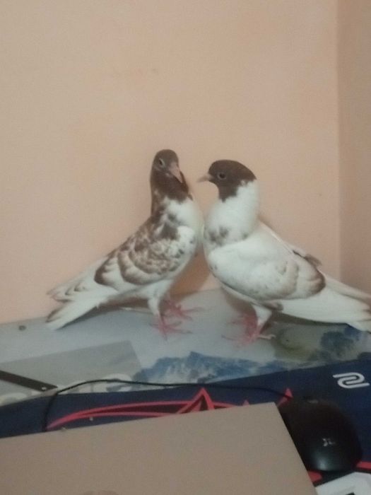 Высоколётные иранские