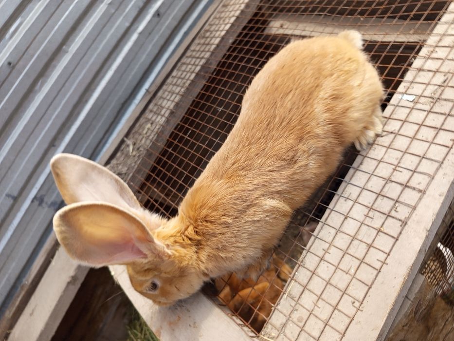 Продаётся кролики