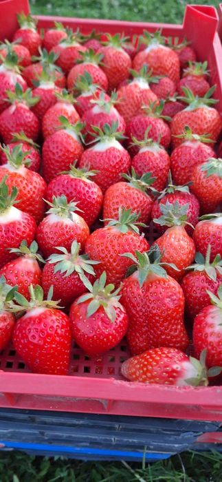 НЕВЕРОЯТЕН СВЕЖ РАЗСАД Ягоди и Малини от Произведител