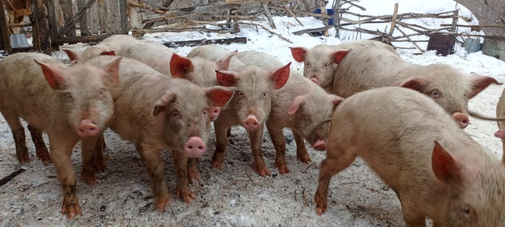 Продам Поросят Ландрас