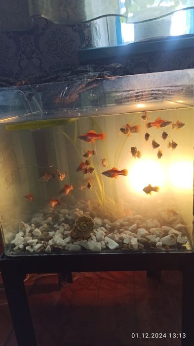 Продаю аквариумных рыбок. Гуппи