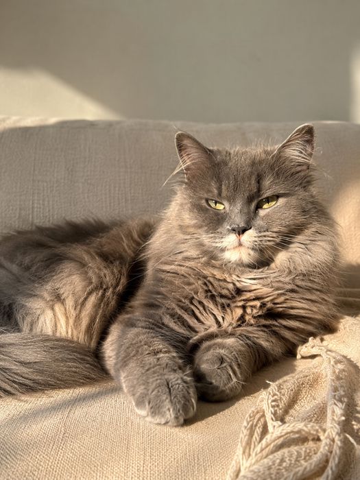 Кошка КОСЯ. Стерилизовано