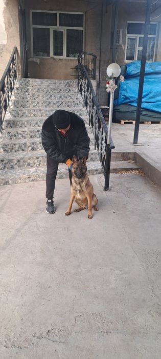 Бельгийский овчарка малиноа