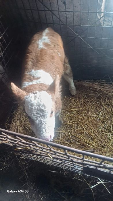 Vând viței asigur transport în România