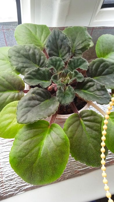 Продам цветущие фиалки