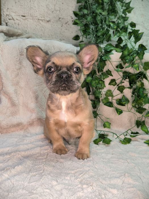 Vand baietel Bulldog francez fluffy - cu par lung.  (Cu pasaport)