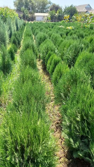 xarhil turdagi kuchatlar bor