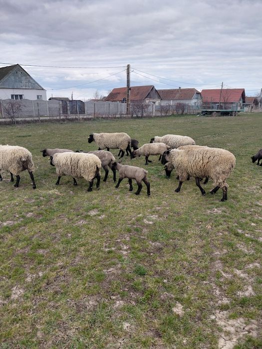 Oii sufolk 5 bucati cu miei de vânzare